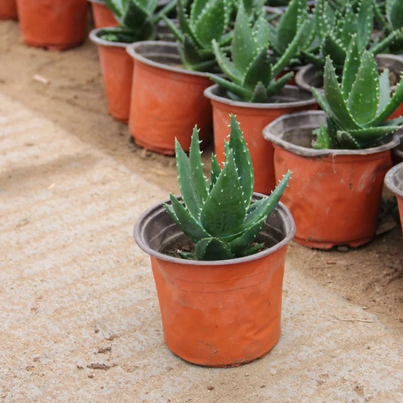 10pcs Thin section Flowerpot Plastic Grow Box Fall Resistant Tray For Garden Plants Nursery Cup Transplant Flower Plant Pots
